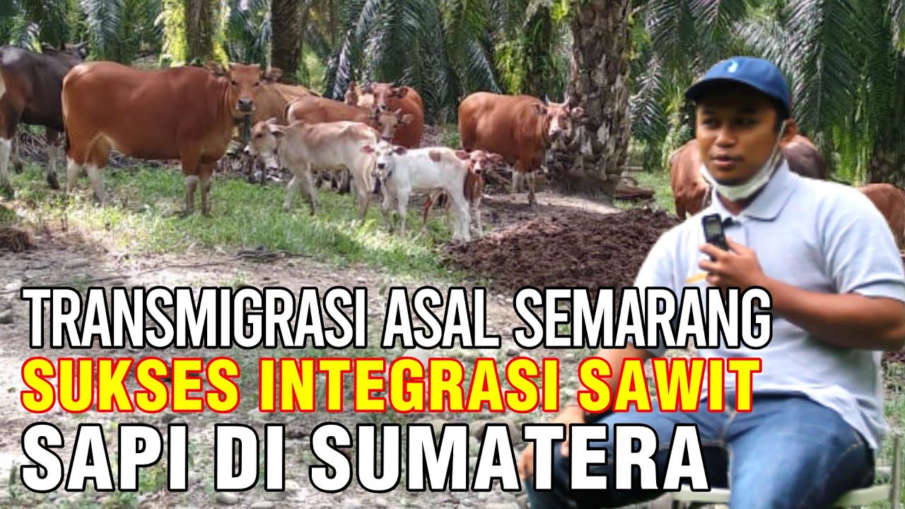 
                                 Transmigran-Asal-Semarang-Sukses-Integrasi-Perkebunan-Sawit-Dan-Peternakan-Sapi-Di-Sumatera